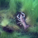 Sommertour Kulkwitzer See